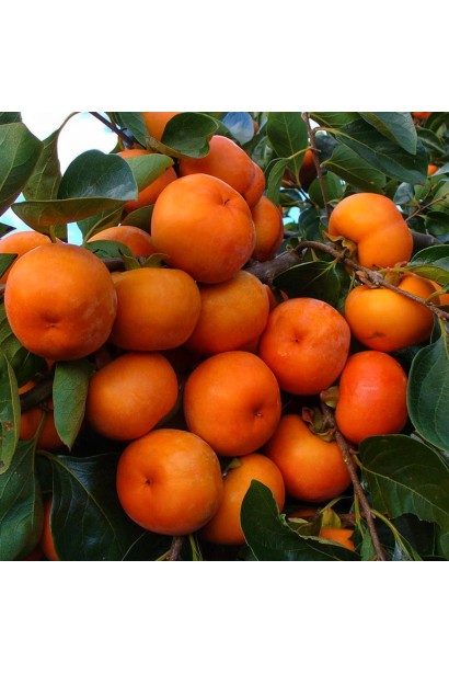 Хурма «Насолода» (привита) на дереві з дозрілими плодами